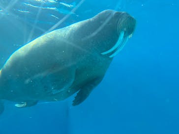 鴨川シーワールドに投稿された画像（2025/11/8）