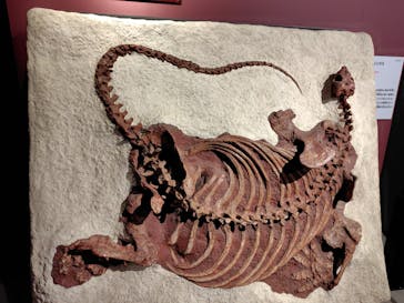 特別展「大絶滅展―生命史のビッグファイブ」に投稿された画像（2025/11/8）