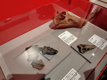 特別展「大絶滅展―生命史のビッグファイブ」に投稿された画像（2025/11/8）