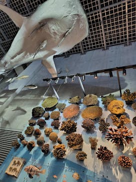 特別展「大絶滅展―生命史のビッグファイブ」に投稿された画像（2025/11/8）