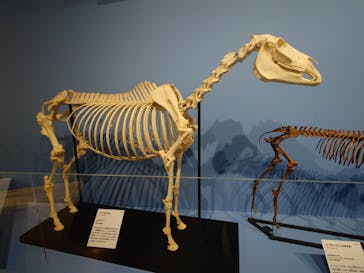 特別展「大絶滅展―生命史のビッグファイブ」に投稿された画像（2025/11/8）