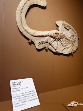 特別展「大絶滅展―生命史のビッグファイブ」に投稿された画像（2025/11/8）