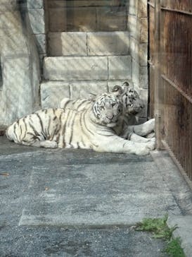 東武動物公園に投稿された画像（2025/11/8）