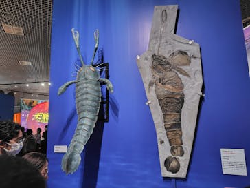 特別展「大絶滅展―生命史のビッグファイブ」に投稿された画像（2025/11/8）