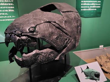 特別展「大絶滅展―生命史のビッグファイブ」に投稿された画像（2025/11/8）