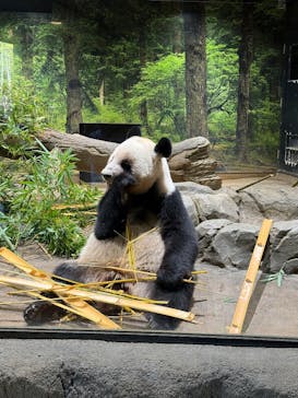 恩賜上野動物園に投稿された画像（2025/11/8）