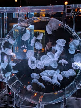 マクセル アクアパーク品川に投稿された画像（2025/11/8）