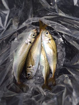 横浜・八景島シーパラダイスに投稿された画像（2025/11/8）