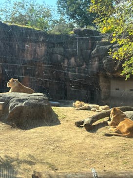 天王寺動物園に投稿された画像（2025/11/8）
