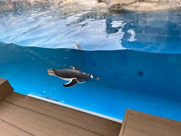 仙台うみの杜水族館に投稿された画像（2025/11/8）