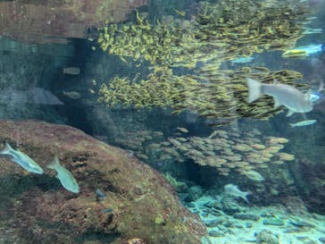 新江ノ島水族館に投稿された画像（2025/11/8）