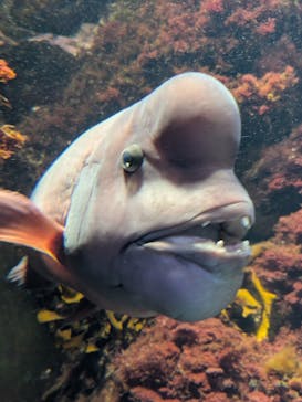 新江ノ島水族館に投稿された画像（2025/11/8）