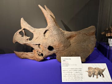 印象派オルセー展×大絶滅展に投稿された画像（2025/11/8）