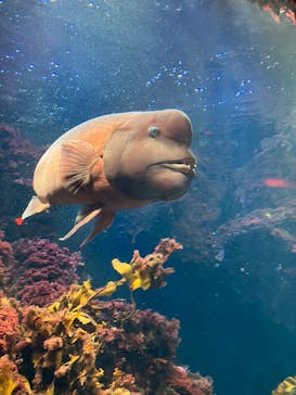 新江ノ島水族館に投稿された画像（2025/11/8）