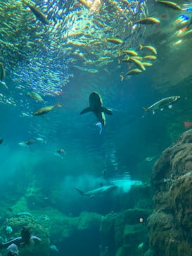 新江ノ島水族館に投稿された画像（2025/11/8）