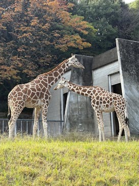 名古屋市東山動植物園に投稿された画像（2025/11/8）