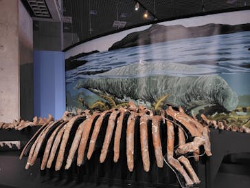 特別展「大絶滅展―生命史のビッグファイブ」に投稿された画像（2025/11/8）