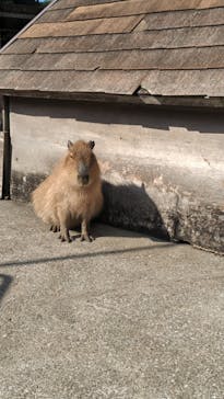 伊豆アニマルキングダムに投稿された画像（2025/11/8）