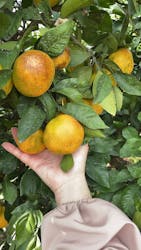 芝口果樹園に投稿された画像（2025/11/8）