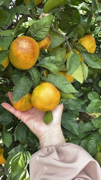 芝口果樹園に投稿された画像（2025/11/8）