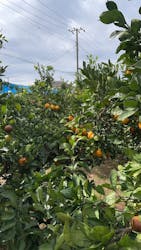 芝口果樹園に投稿された画像（2025/11/8）