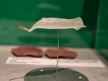 特別展「大絶滅展―生命史のビッグファイブ」に投稿された画像（2025/11/8）