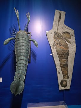 特別展「大絶滅展―生命史のビッグファイブ」に投稿された画像（2025/11/8）