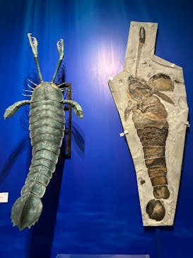 特別展「大絶滅展―生命史のビッグファイブ」に投稿された画像（2025/11/8）