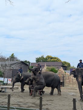 ANIMAL WONDER REZOURT 市原ぞうの国・サユリワールドに投稿された画像（2025/11/8）