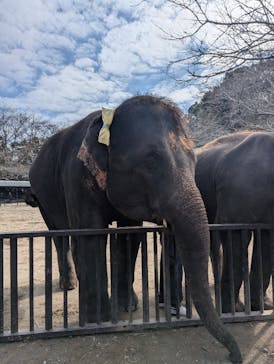 ANIMAL WONDER REZOURT 市原ぞうの国・サユリワールドに投稿された画像（2025/11/8）