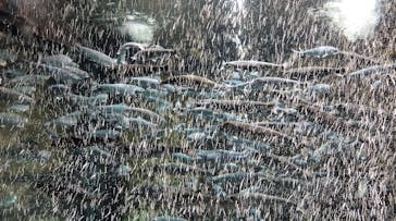 サケのふるさと 千歳水族館に投稿された画像（2025/11/8）