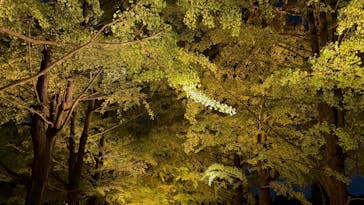 国営昭和記念公園 秋の夜散歩に投稿された画像（2025/11/8）