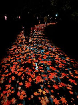 国営昭和記念公園 秋の夜散歩に投稿された画像（2025/11/8）