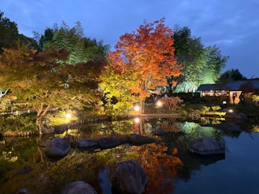 国営昭和記念公園 秋の夜散歩に投稿された画像（2025/11/8）