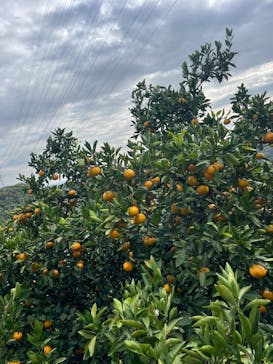 あかざと園に投稿された画像（2025/11/8）