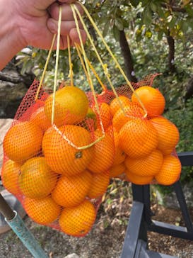 あかざと園に投稿された画像（2025/11/8）