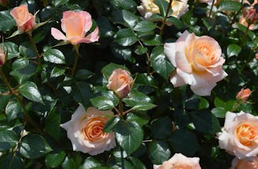 ぎふワールド・ローズガーデンに投稿された画像（2025/11/8）