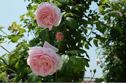 ぎふワールド・ローズガーデンに投稿された画像（2025/11/8）