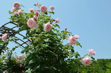 ぎふワールド・ローズガーデンに投稿された画像（2025/11/8）