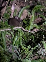 アマニコガイドサービスに投稿された画像（2025/11/8）