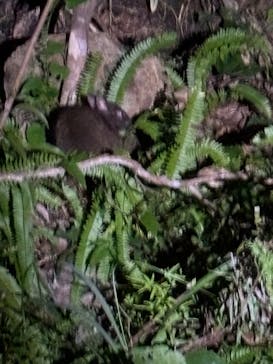 アマニコガイドサービスに投稿された画像（2025/11/8）