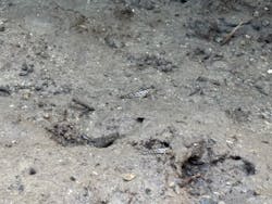 アマニコガイドサービスに投稿された画像（2025/11/8）