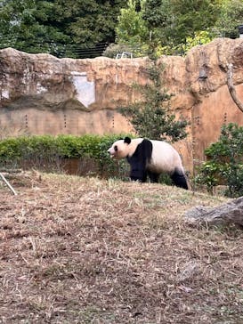 恩賜上野動物園に投稿された画像（2025/11/8）