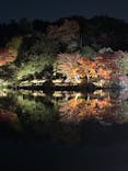 国営昭和記念公園 秋の夜散歩に投稿された画像（2025/11/8）