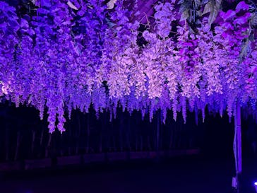 東京メガイルミに投稿された画像（2025/11/8）