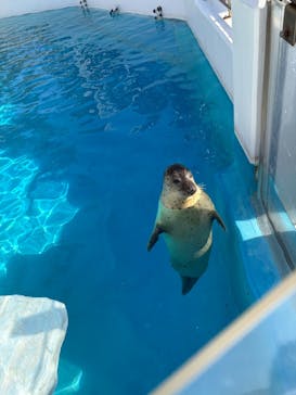越前松島水族館に投稿された画像（2025/11/8）