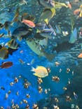 しながわ水族館に投稿された画像（2025/11/9）