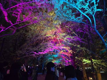 国営昭和記念公園 秋の夜散歩に投稿された画像（2025/11/8）