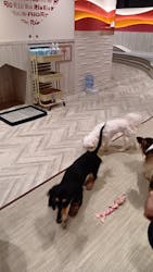 いぬカフェRio 池袋店に投稿された画像（2025/11/9）