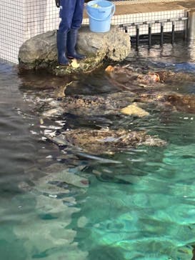 名古屋港水族館に投稿された画像（2025/11/9）